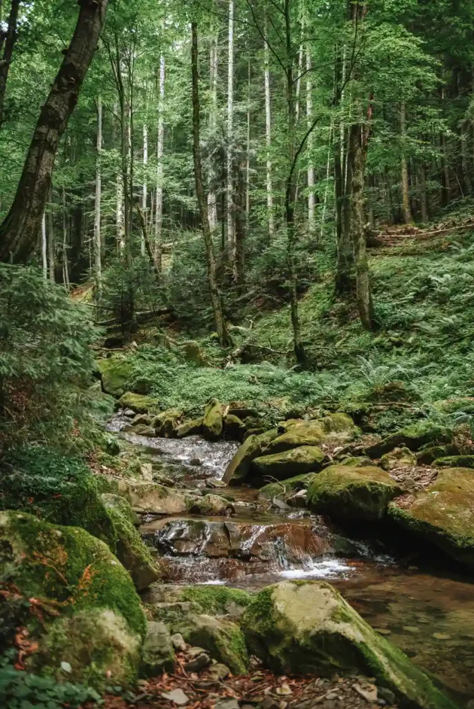Ein Bach fließt durch einen Wald